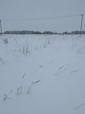 Фото объекта: Росэлторг